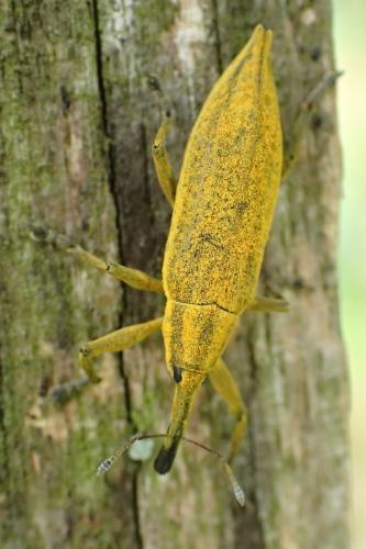 Réf. 315 360 : Lixus iridis